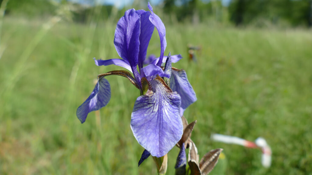 Sibirische Schwertlilie (Iris sibirica) im FFH-Gebiet „Brieselang und Bredower Forst“ - Foto: Heiko Hammerschmidt