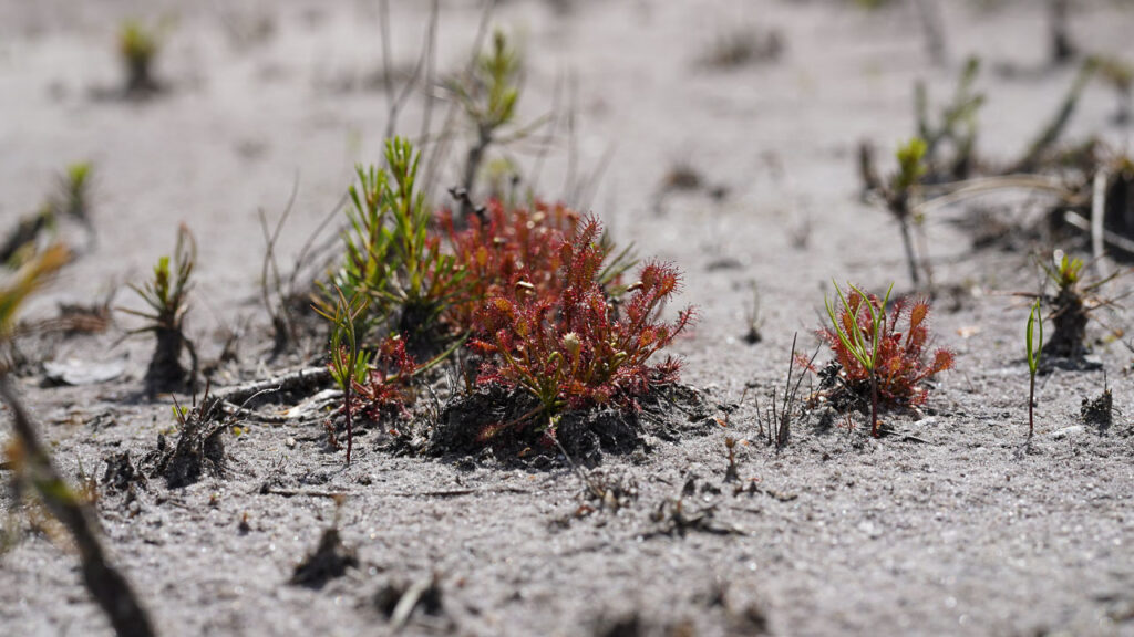 Mittlerer Sonnentau (Drosera intermedia): Ein faszinierendes Beispiel für fleischfressende Pflanzen in ihrem natürlichen Lebensraum. - Foto: NABU / L. Röhling